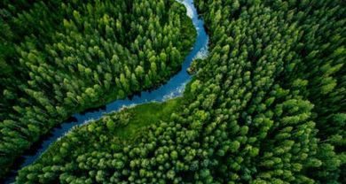 Aerial view of green grass forest with tall pine trees and blue bendy river flowing through the forest