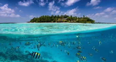 Split view to a tropical island with colorful fish in the turquoise sea, coconut palm trees and deep blue sky.